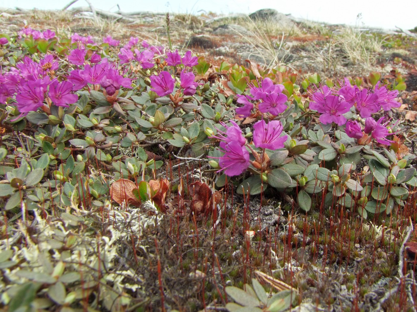 Image of Rhododendron lapponicum specimen.