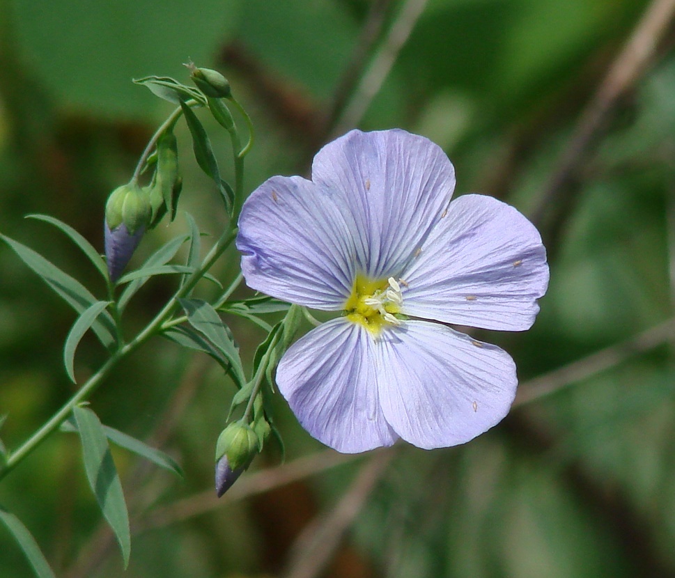 Image of Linum perenne specimen.