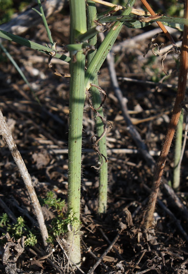 Изображение особи Chondrilla juncea.