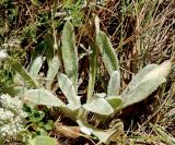 Stachys cretica