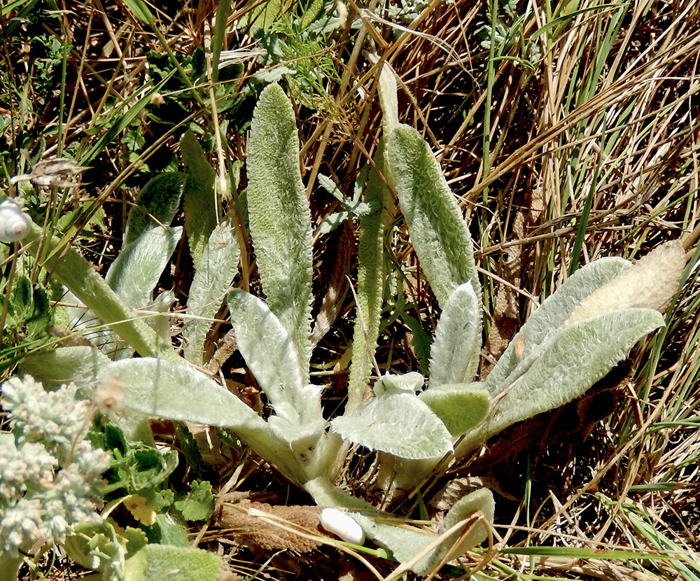 Image of Stachys velata specimen.