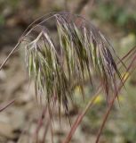 Anisantha tectorum