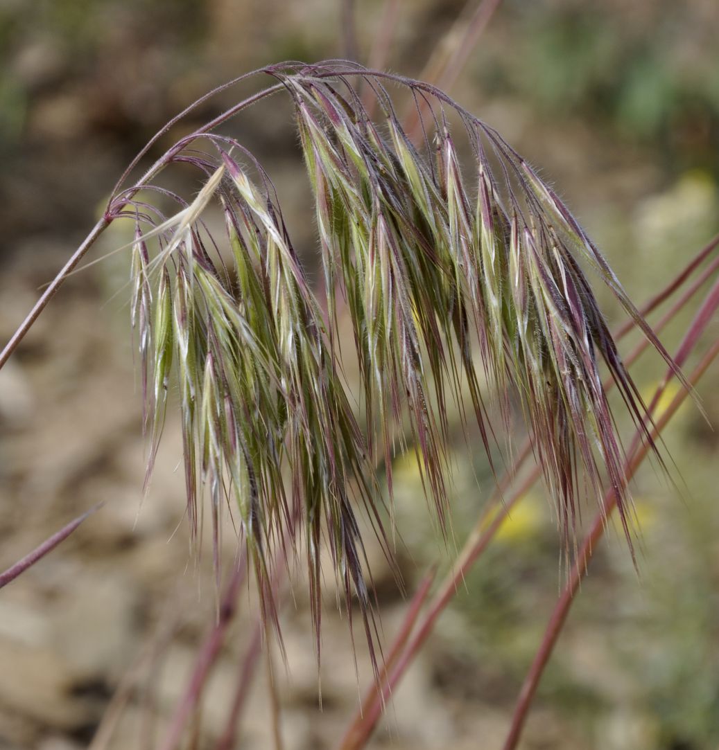 Изображение особи Anisantha tectorum.