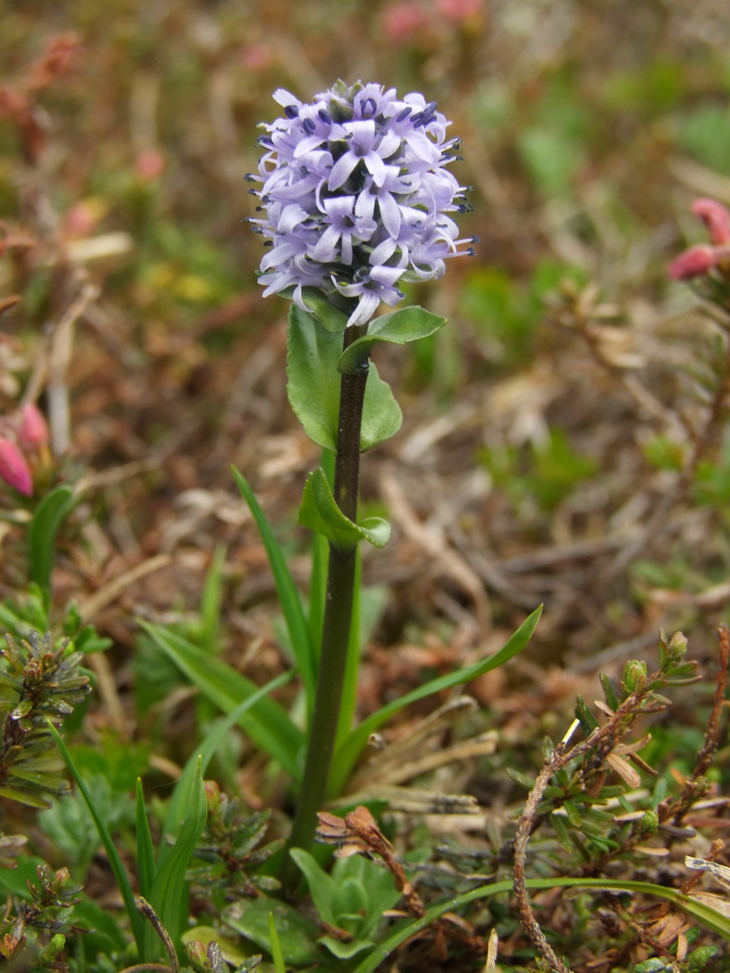 Image of Lagotis minor specimen.