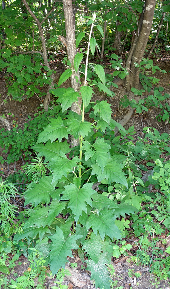 Image of Synurus deltoides specimen.