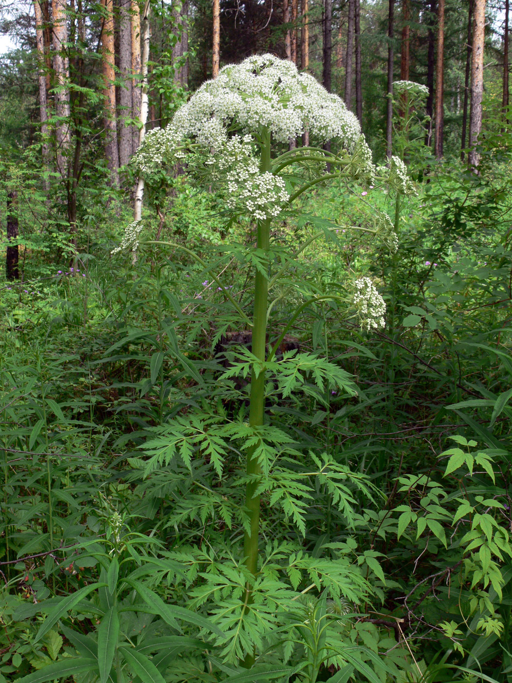 Изображение особи Pleurospermum uralense.