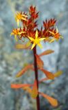 Aizopsis hybrida