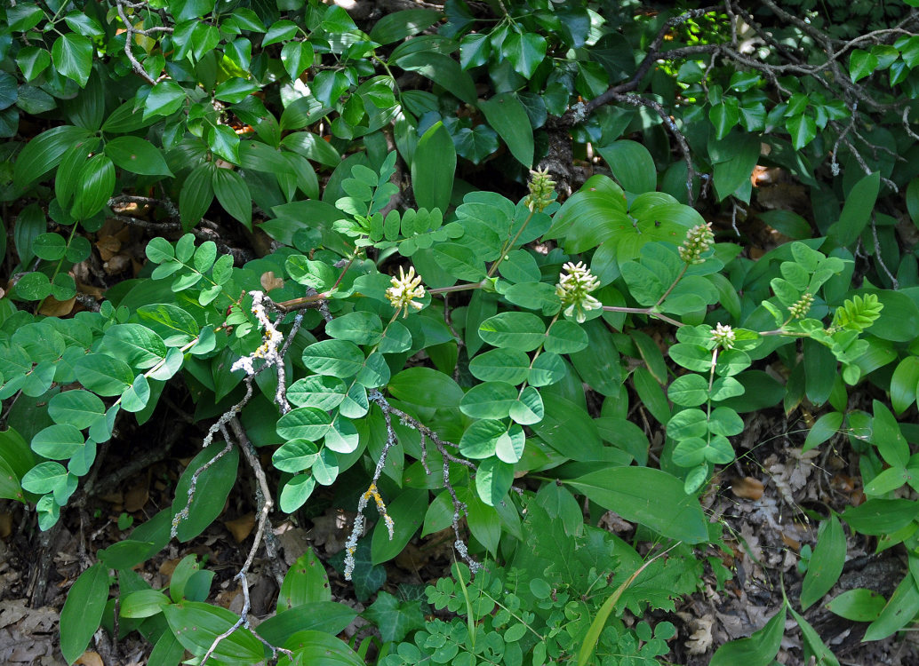 Изображение особи Astragalus glycyphyllos.