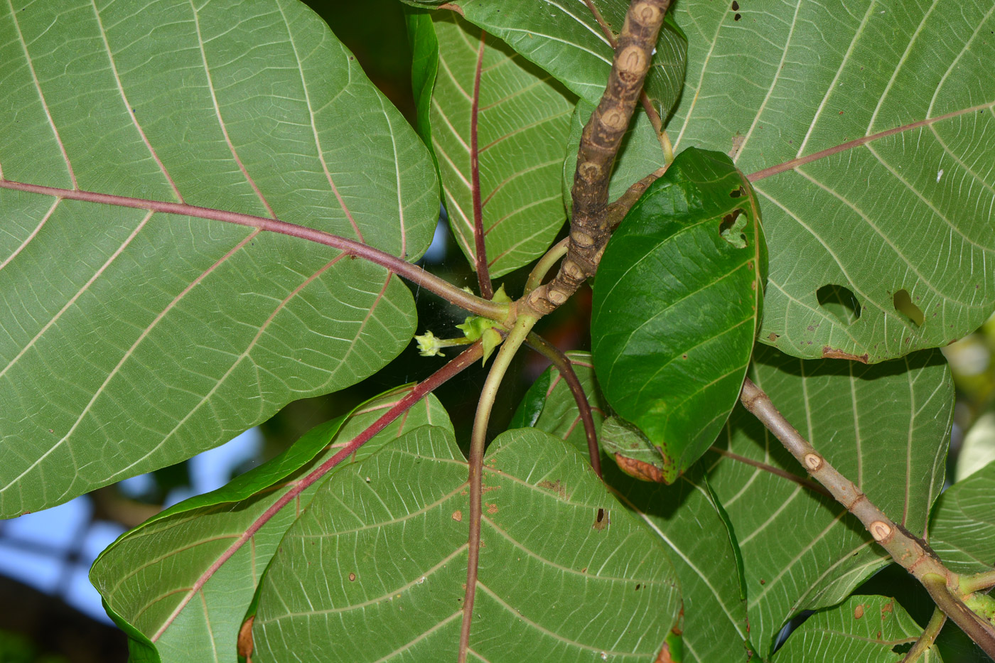 Image of Guettarda speciosa specimen.