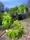 Acer platanoides