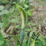 Alocasia acuminata