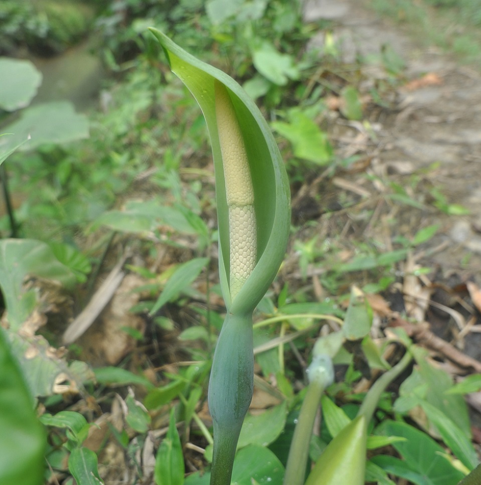 Image of Alocasia acuminata specimen.