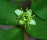Adoxa moschatellina. Соцветие. Московская обл., Раменский р-н, окр. ж.-д. платформы Хрипань, смешанный лес у ЛЭП. 12.05.2017.
