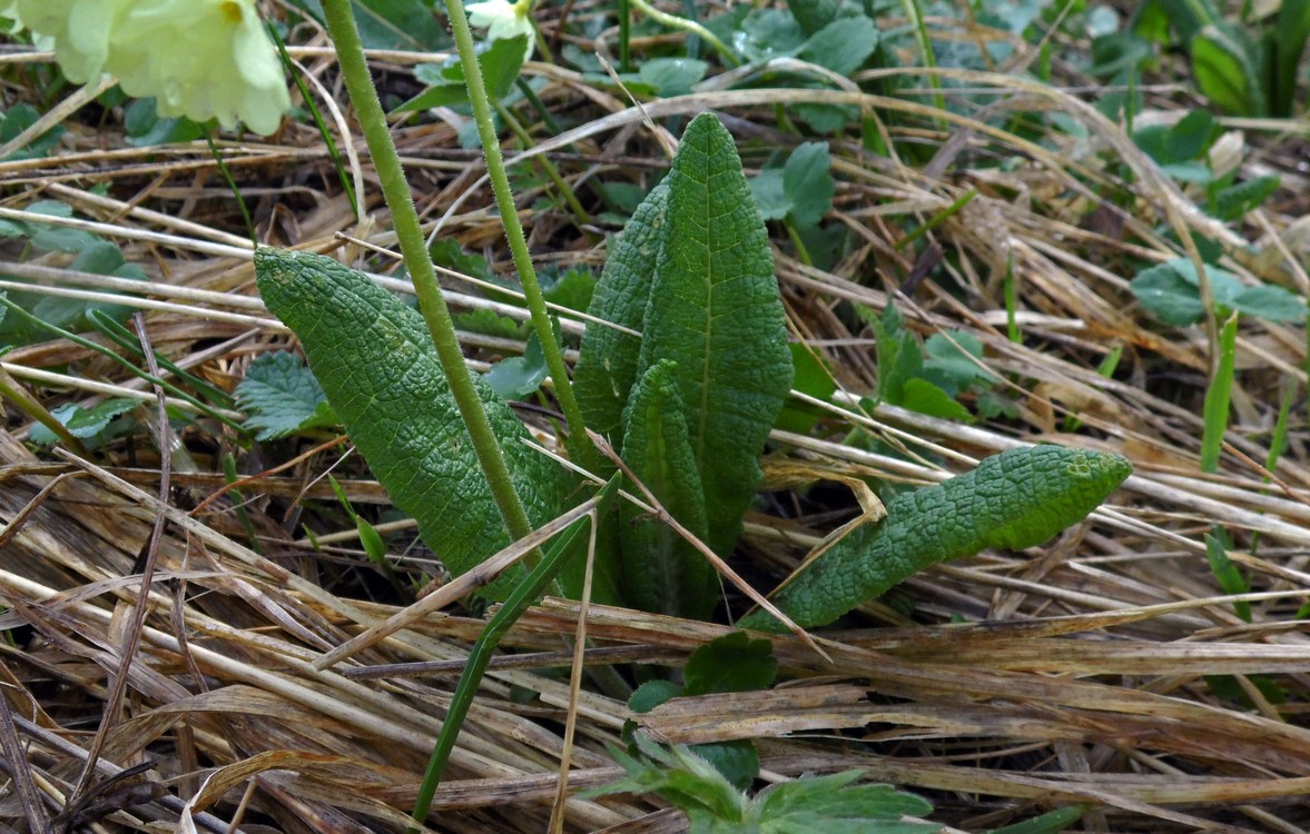 Изображение особи Primula ruprechtii.