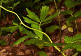 Cardamine bulbifera. Часть побега. Молдова, Оргеевский р-н, с. Ватич, окраина дубово-грабового леса. 28.05.2017.
