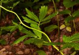 Cardamine bulbifera