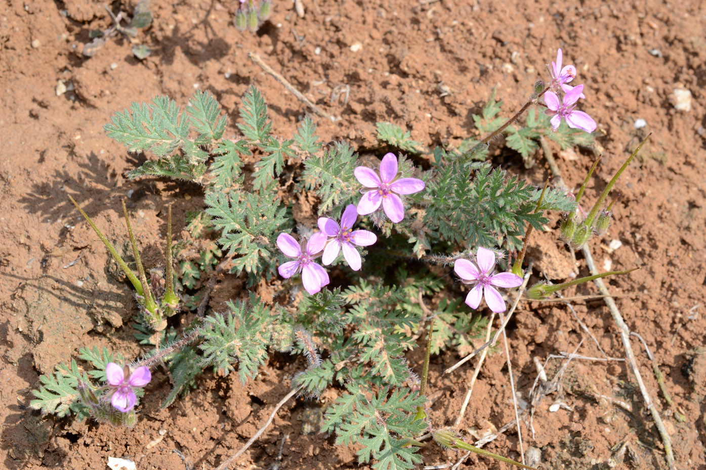 Изображение особи Erodium cicutarium.