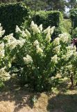 Hydrangea paniculata. Цветущее растение. Украина, г. Киев, Ботанический сад им. М.М. Гришко. 22 августа 2008 г.