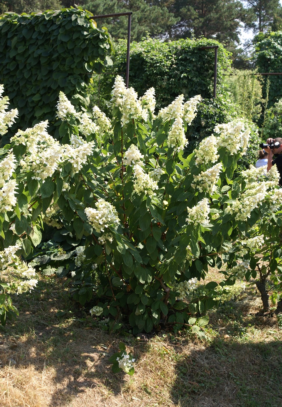 Изображение особи Hydrangea paniculata.