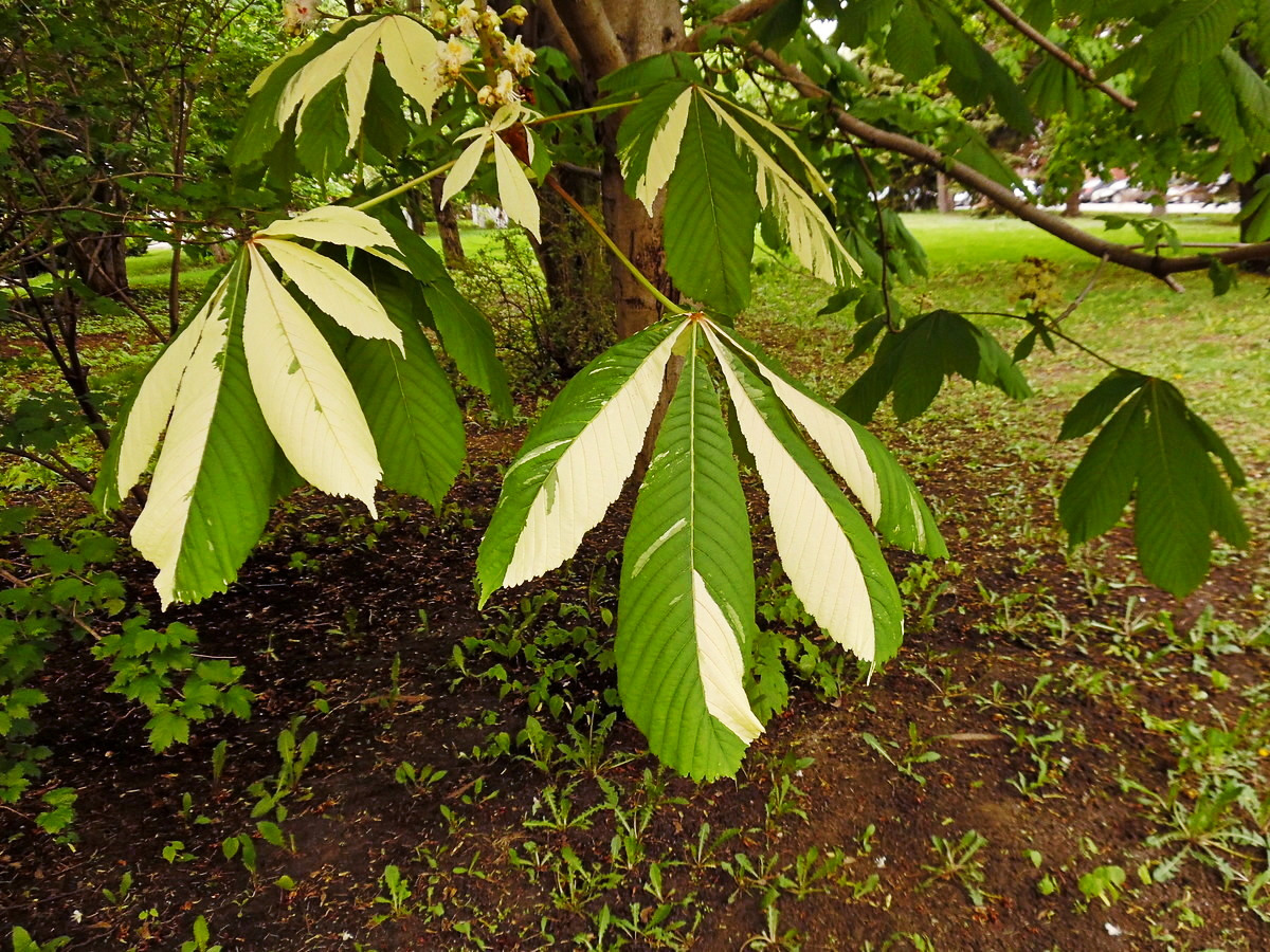 Image of Aesculus hippocastanum specimen.