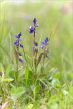 Polygala amarella