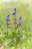 Polygala amarella