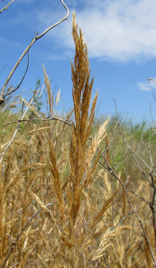 Image of Apera spica-venti specimen.