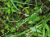 Cynosurus cristatus. Соцветие с распускающимися цветками. Московская обл., Одинцовский р-н, полигон НИИБТ, сырой луг. 02.07.2017.