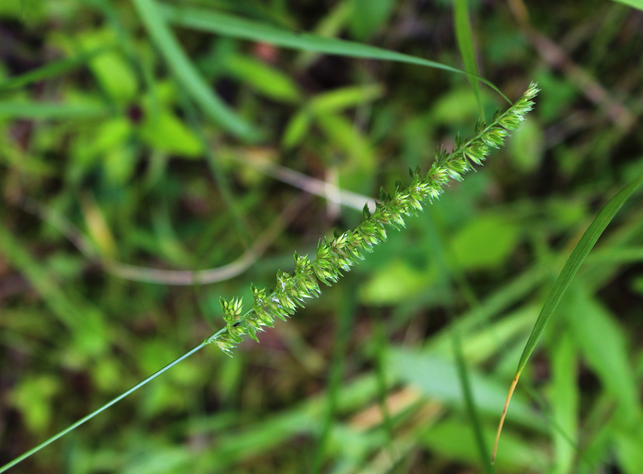 Изображение особи Cynosurus cristatus.