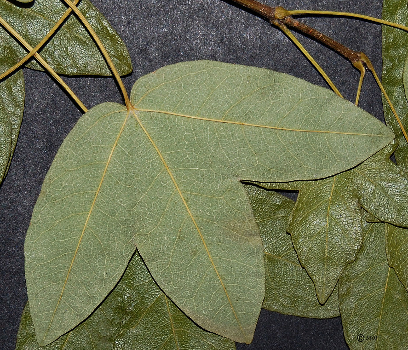 Image of Acer monspessulanum specimen.