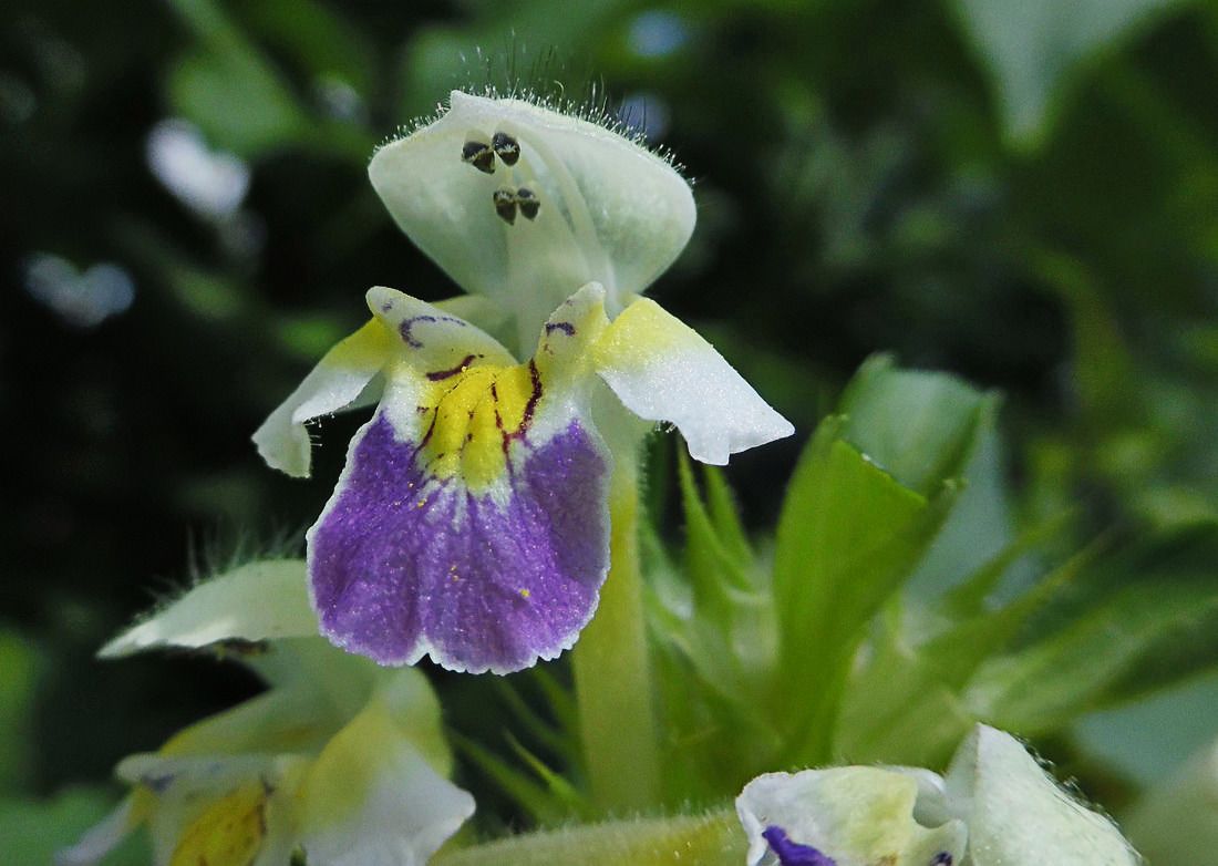 Image of Galeopsis speciosa specimen.