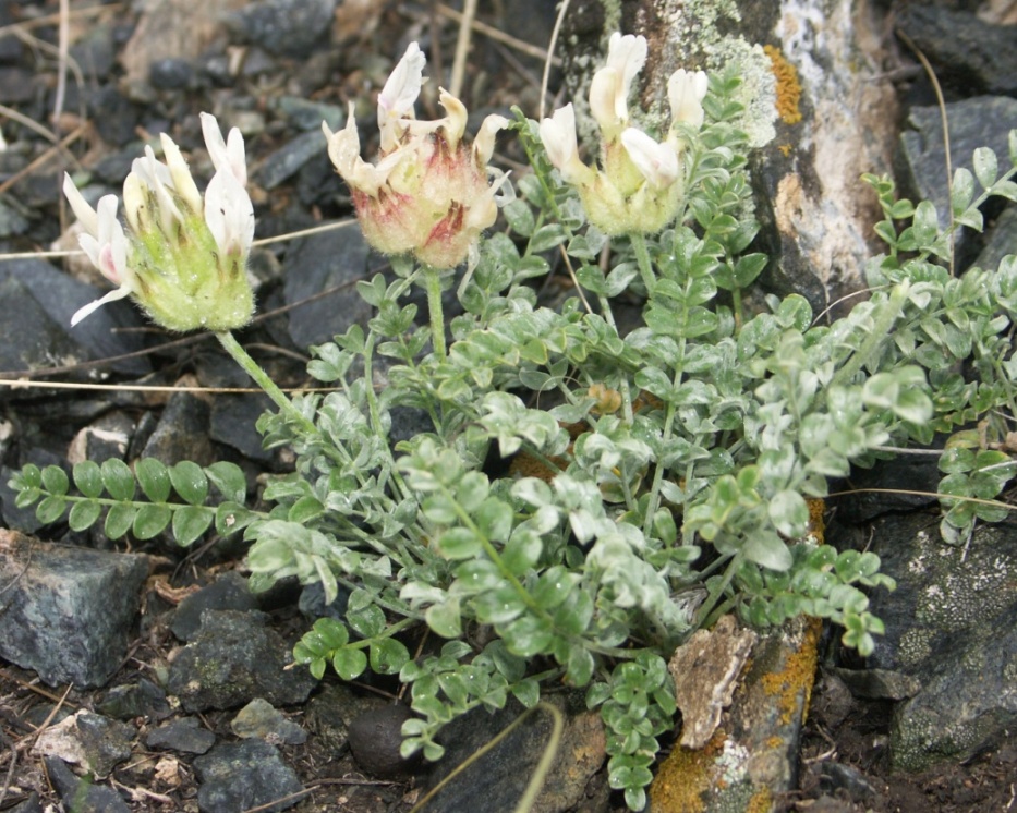 Image of Astragalus arkalycensis specimen.