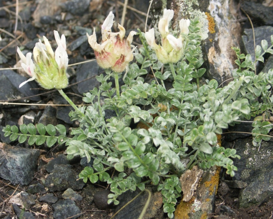 Изображение особи Astragalus arkalycensis.