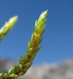 Bryum schleicheri