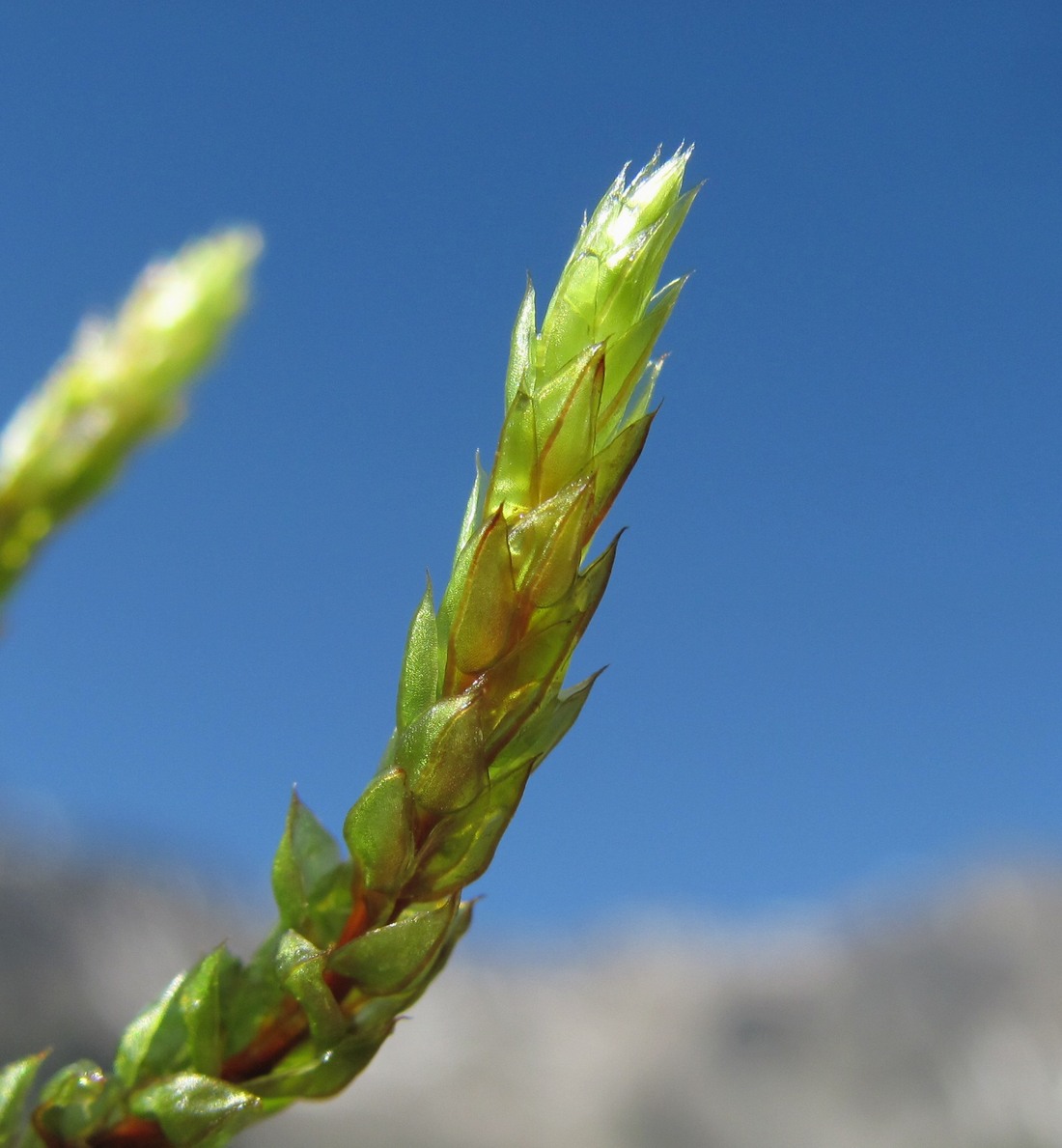 Image of Bryum schleicheri specimen.