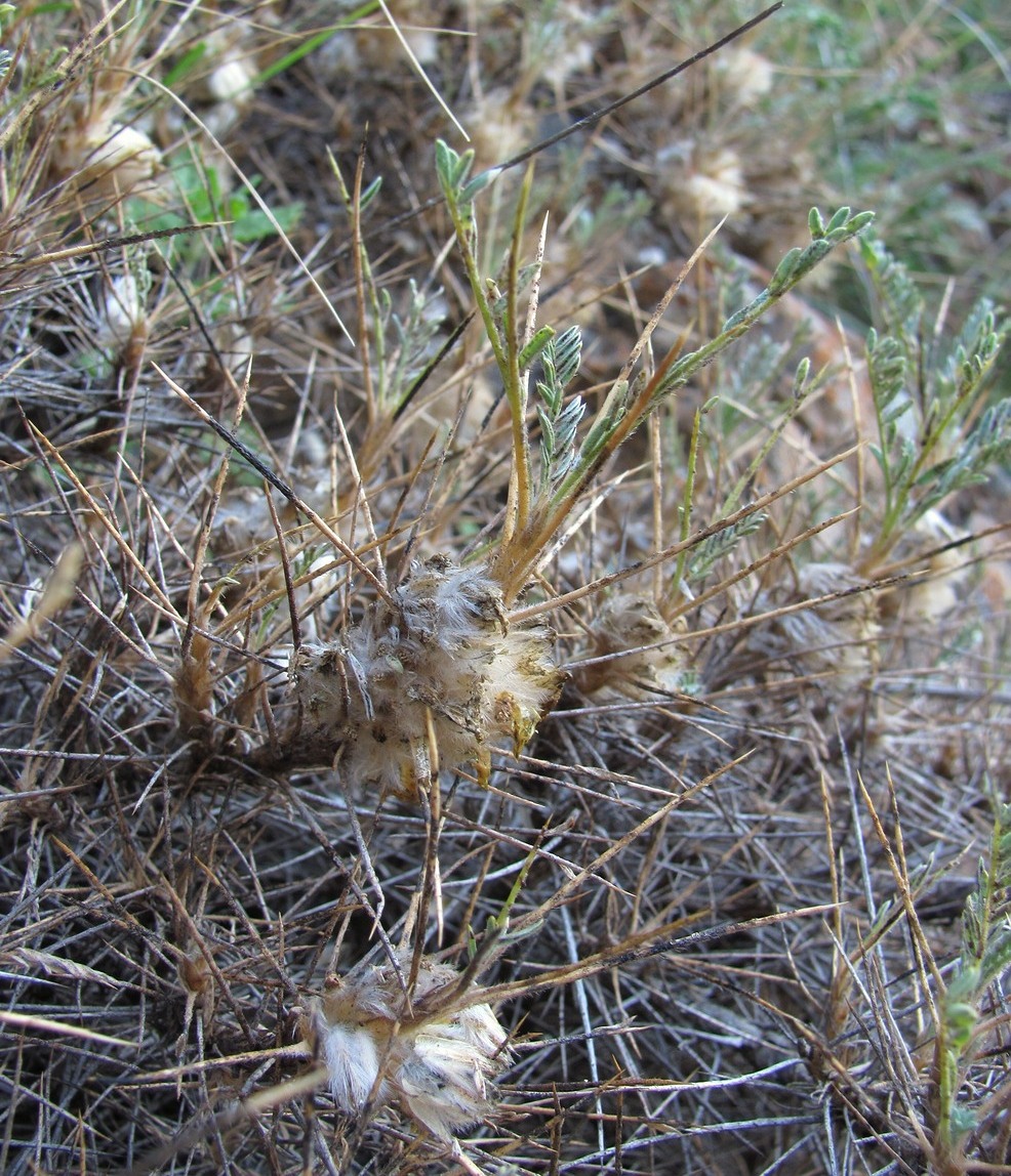 Image of Astragalus aureus specimen.