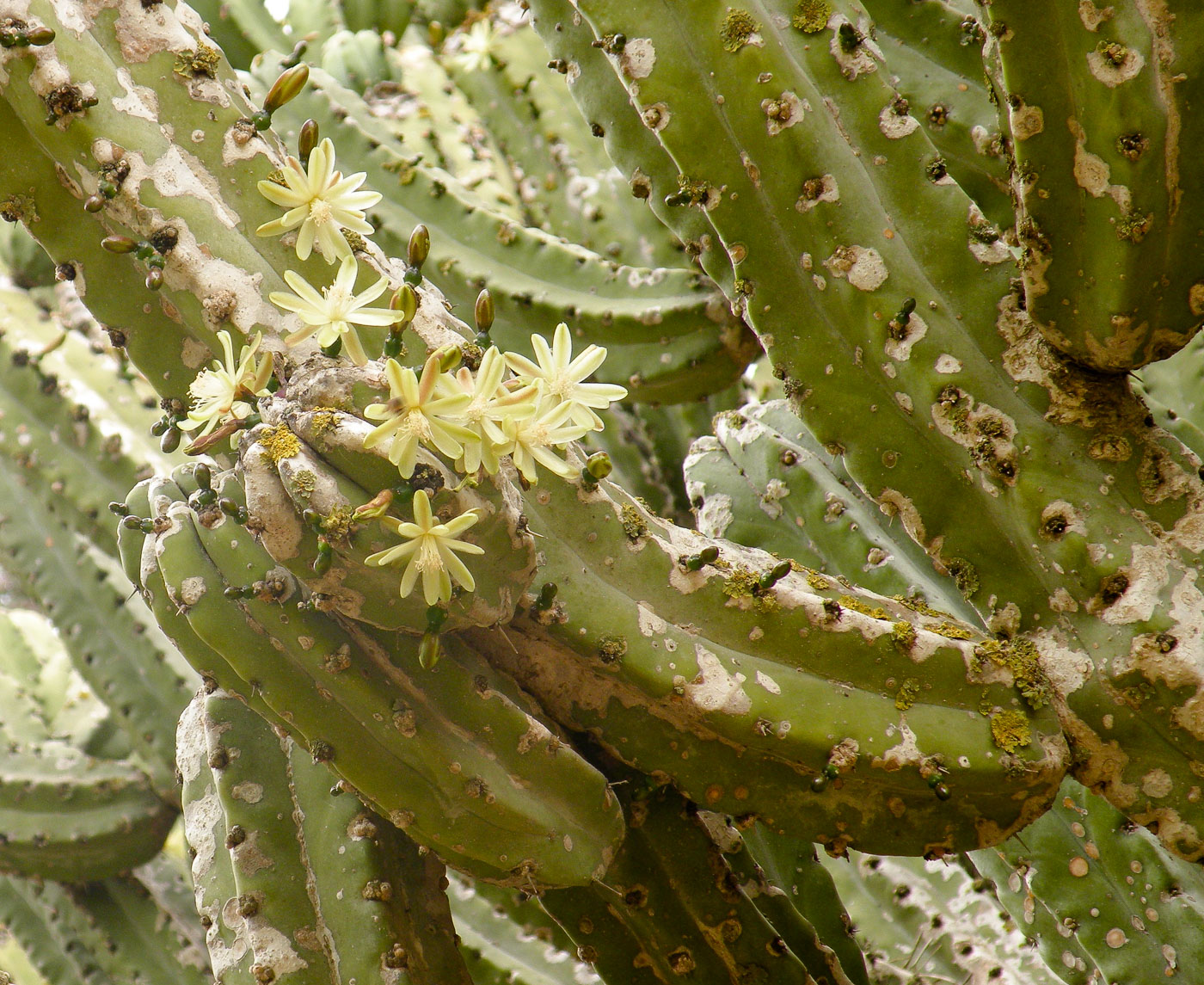 Image of Myrtillocactus geometrizans specimen.