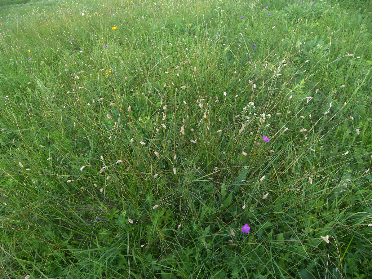 Image of Sesleria heufleriana specimen.