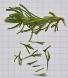 Eriocephalus africanus