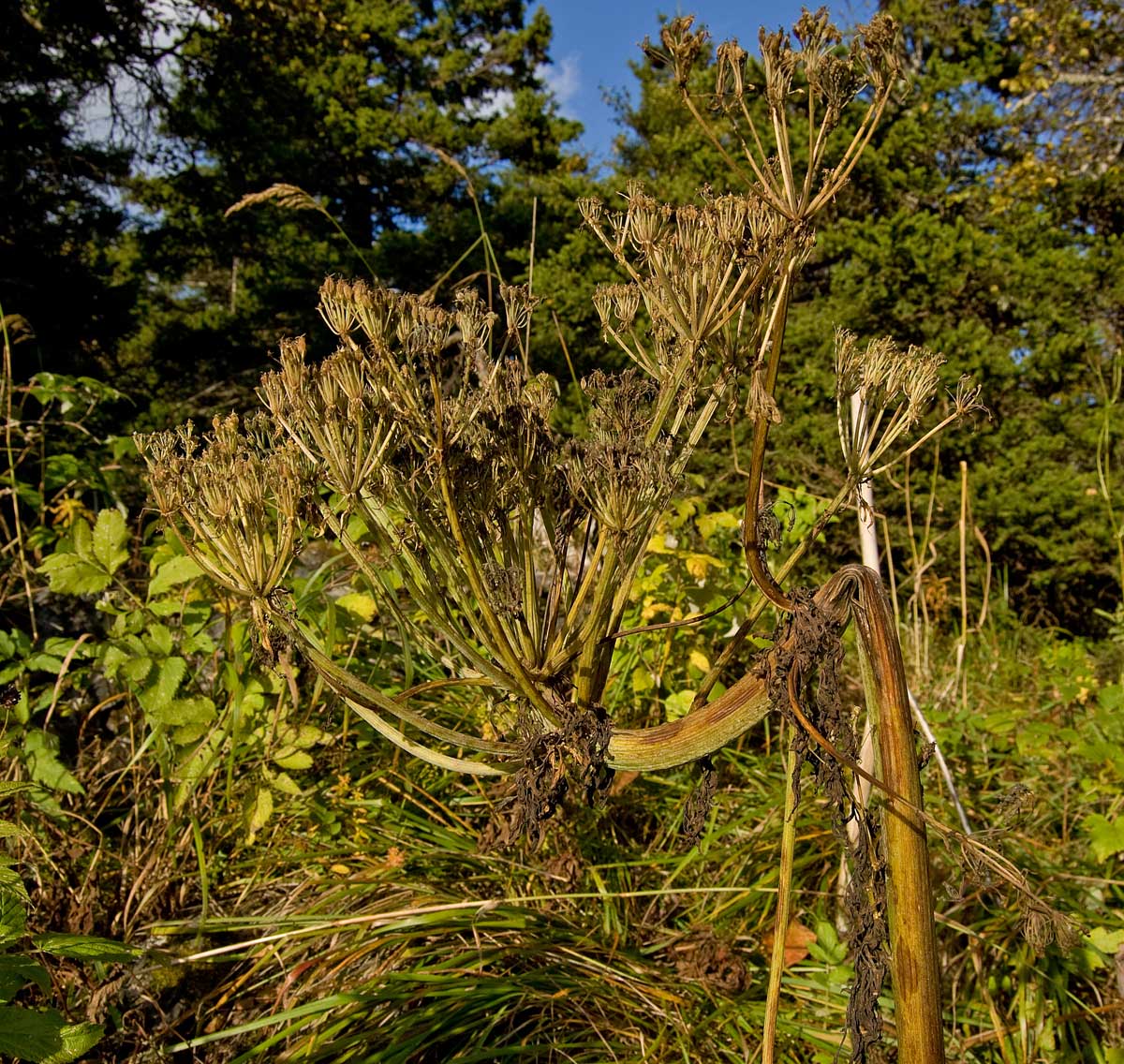 Image of Pleurospermum uralense specimen.