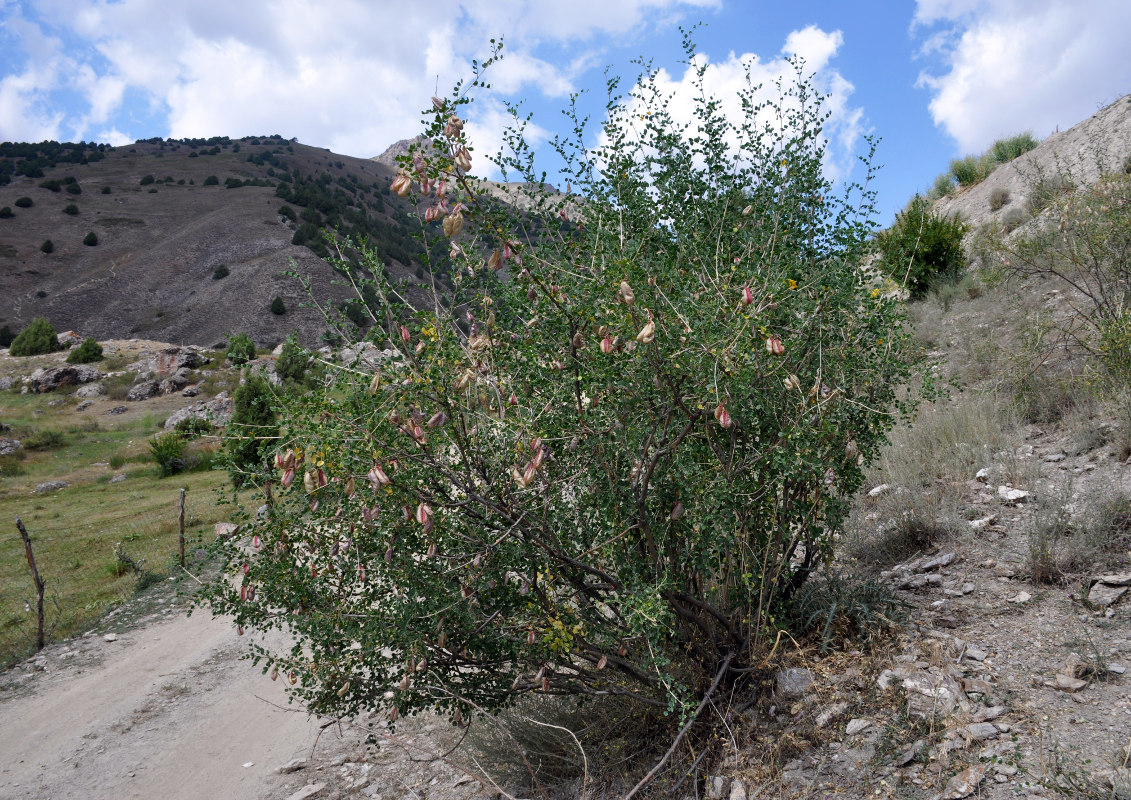 Image of Colutea paulsenii specimen.