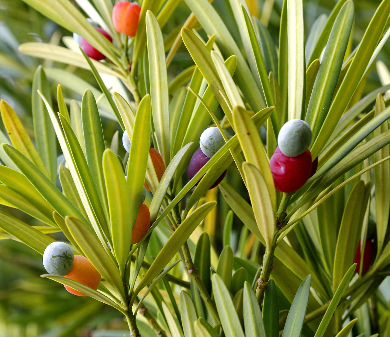 Изображение особи Podocarpus macrophyllus.