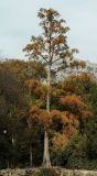 Taxodium distichum. Дерево в осенней окраске. Южный берег Крыма, г. Алупка, Воронцовский парк, в культуре. 24.10.2017.