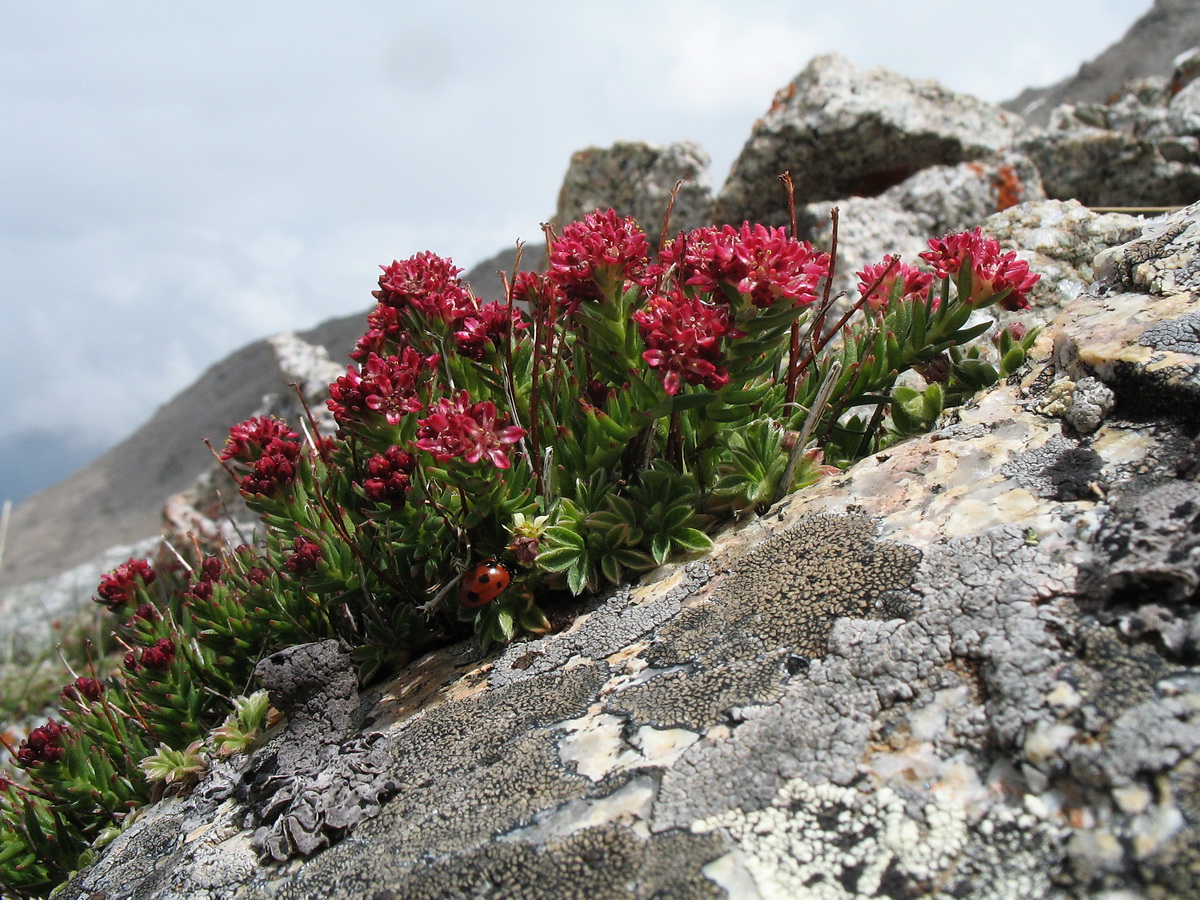 Изображение особи Rhodiola coccinea.