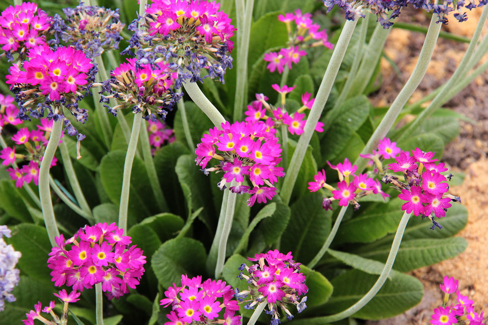 Изображение особи Primula denticulata.
