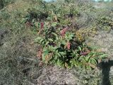 Phytolacca americana