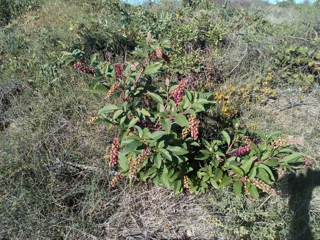 Изображение особи Phytolacca americana.