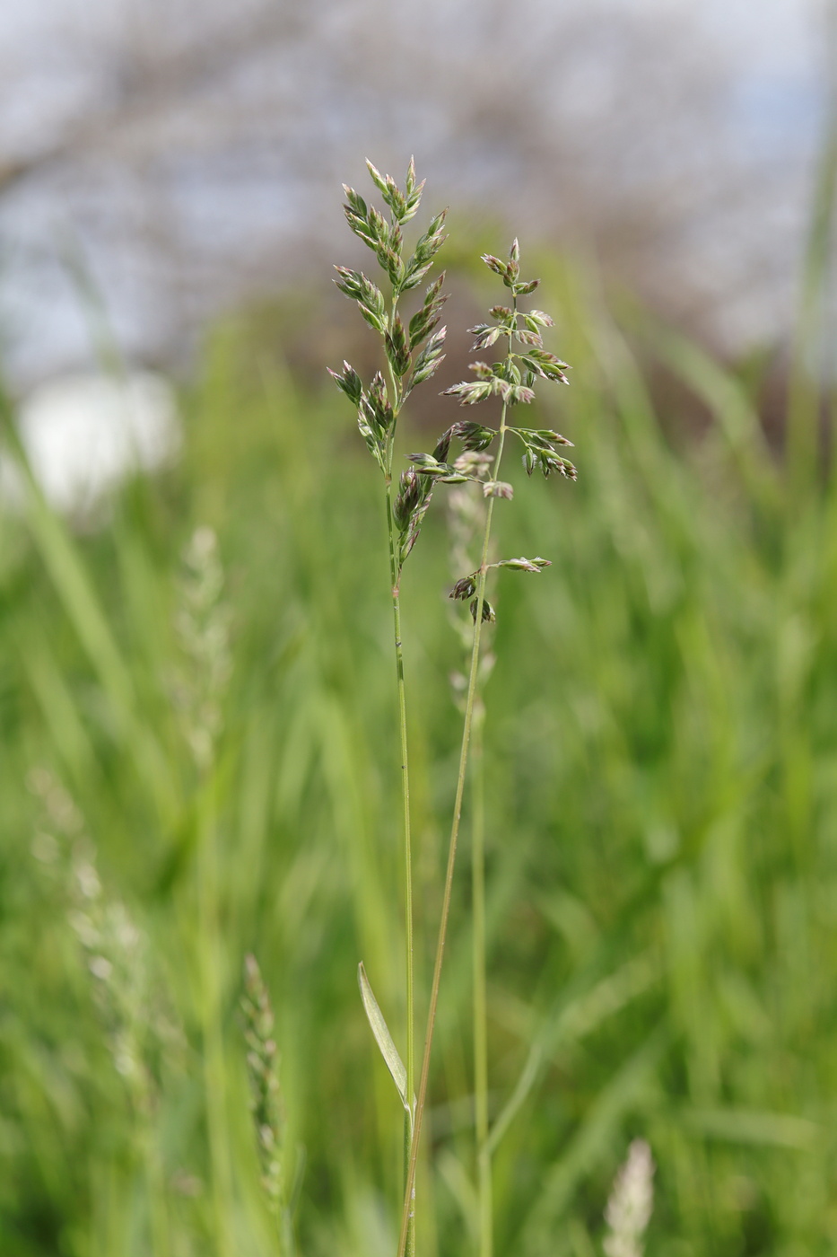 Изображение особи Poa bulbosa.