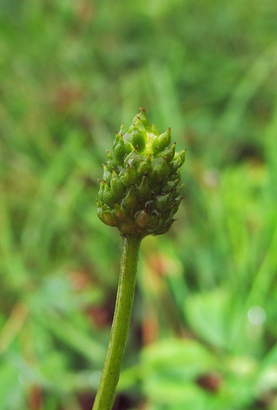 Изображение особи Ranunculus eschscholtzii.