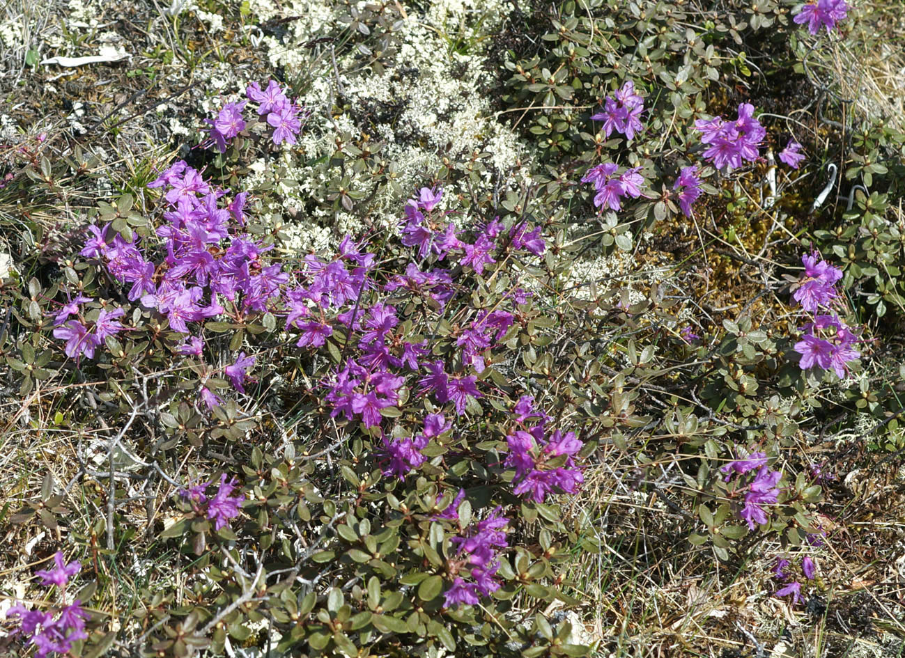 Изображение особи Rhododendron parvifolium.